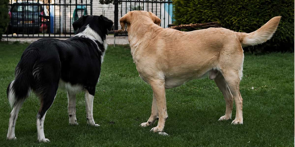 best-gate-latch-for-dogs