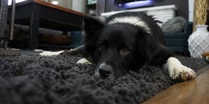 best-indoor-electric-fence-for-dogs