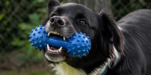 best-long-lasting-chew-toys-for-dogs
