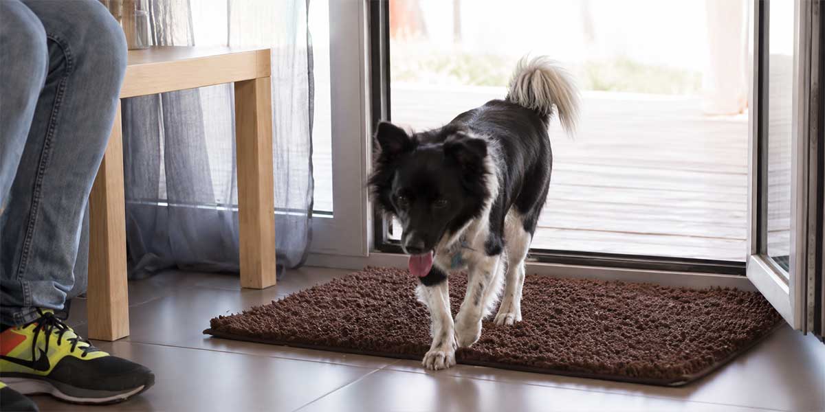 Best Outdoor Doormats for Dogs