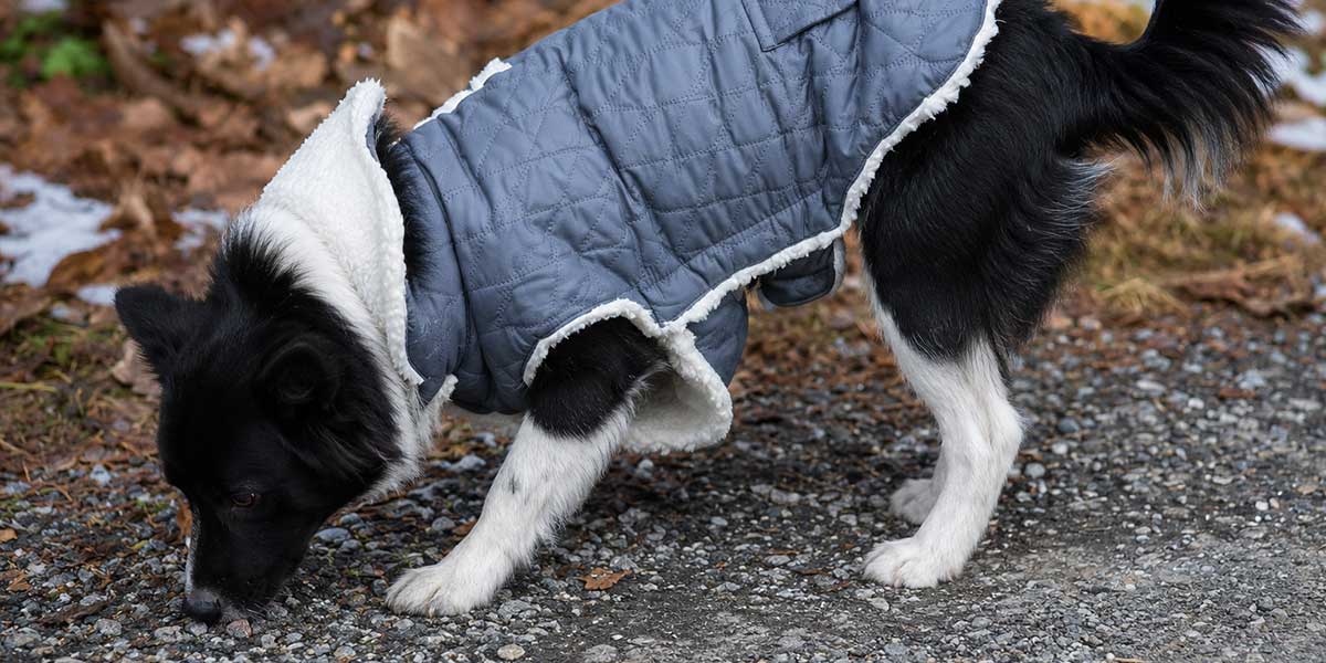 best-snow-jacket-for-dogs