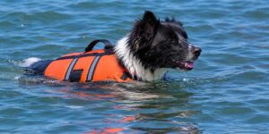 best-swim-vest-for-dogs