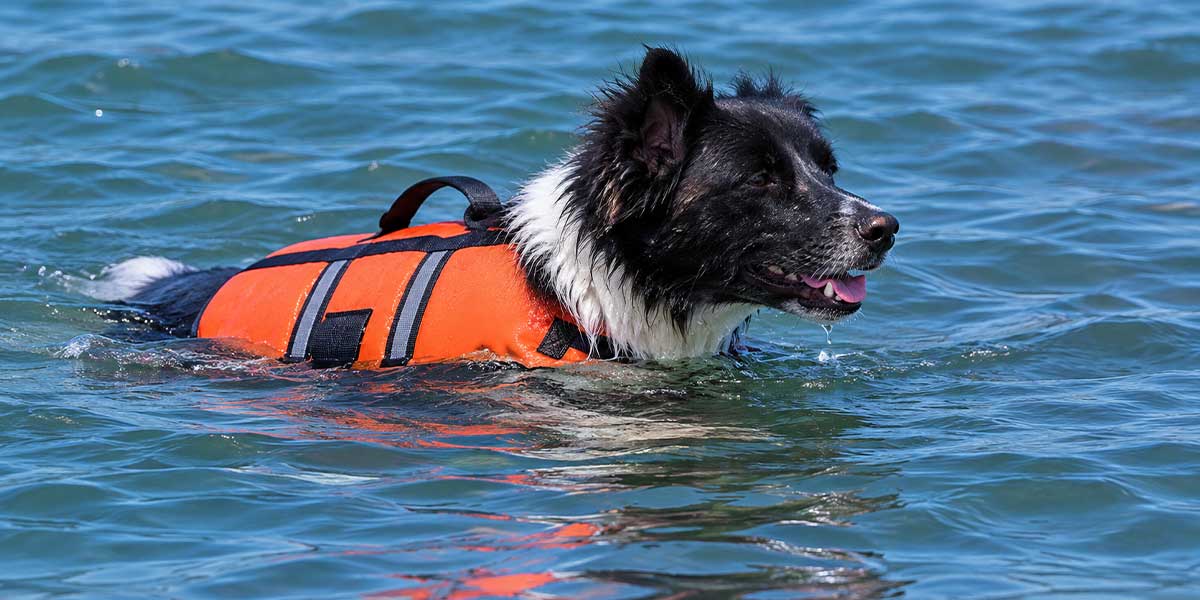 best-swim-vest-for-dogs