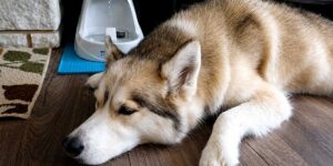 best-water-fountain-for-large-dogs