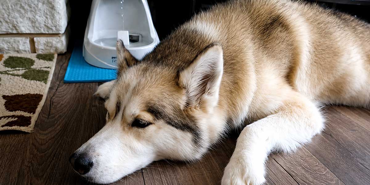 best-water-fountain-for-large-dogs