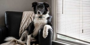 best-window-blinds-for-dogs