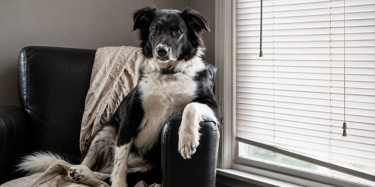 best-window-blinds-for-dogs